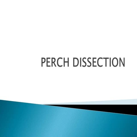 Perch dissection