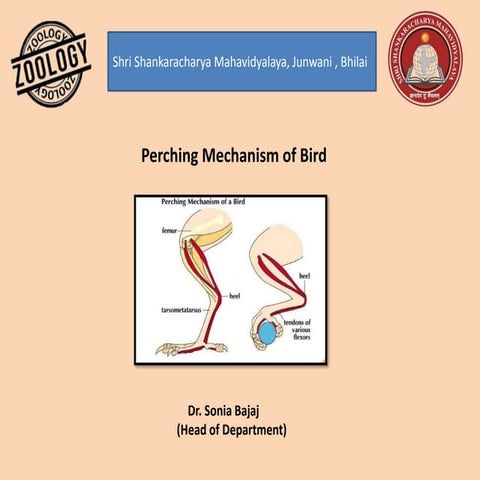 Perching mechanism of bird ,different type of muscle, & Mechanism