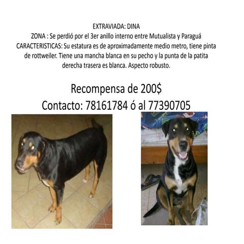 PERROS EXTRAVIADOS Y ENCONTRADOS