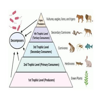 performance task 1 trophic level quarter 2 | PPTX