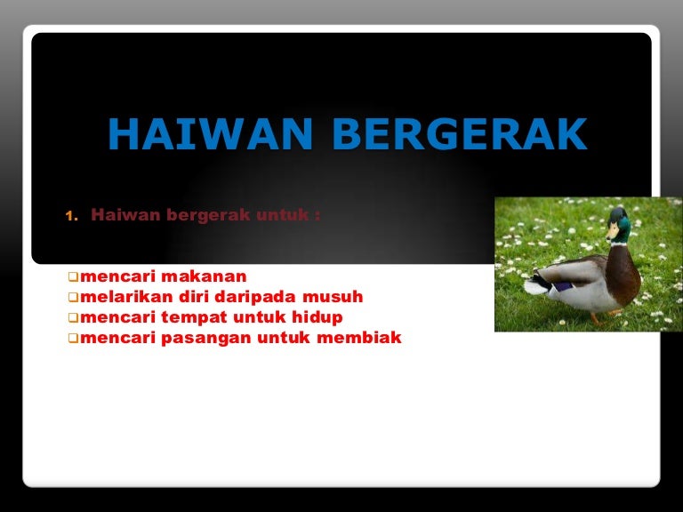 Pergerakan Haiwan