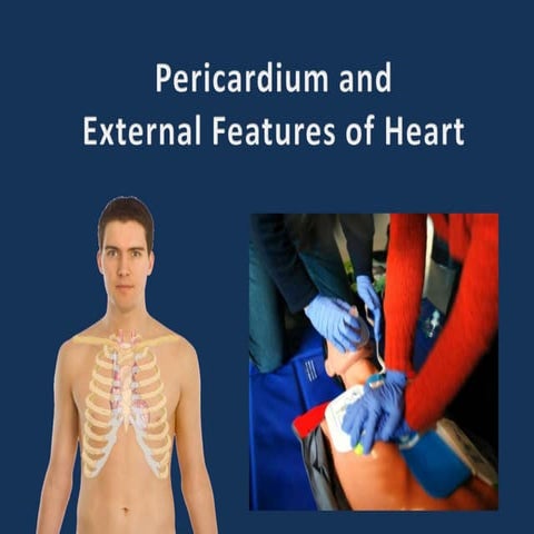 Pericardium external features