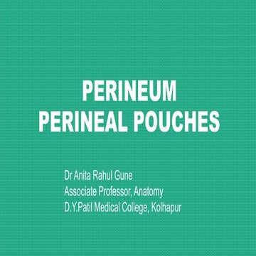 perineal pouches ur diaphragm ppt.pptx