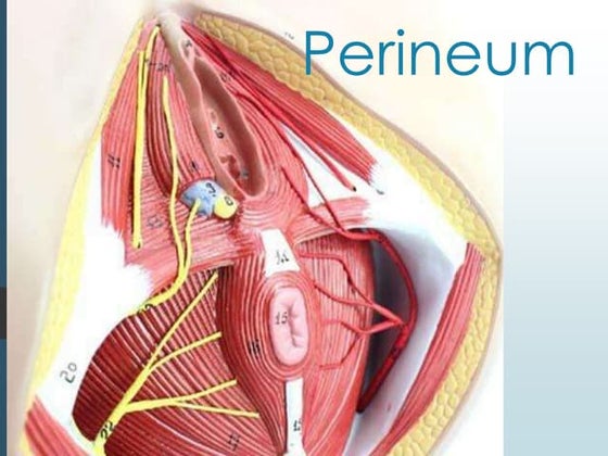 Anatomy of cervix | PPT