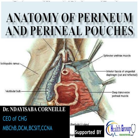 Perineum and Perineal Pouches .pptx