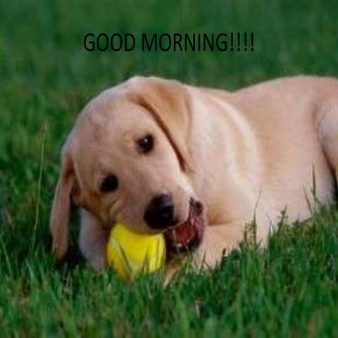 Periodontal response to external forces