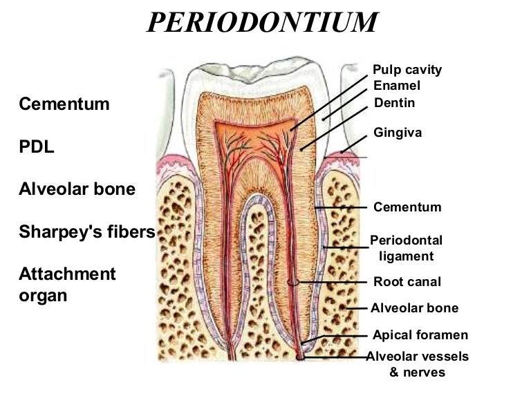 Periodontium tooth movement diagram 