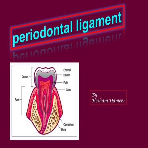 Perioontal ligament