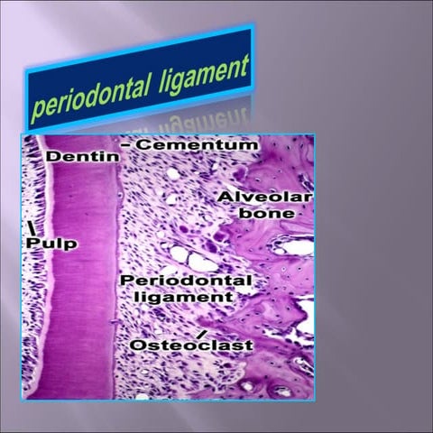 Perioontal ligament lecture