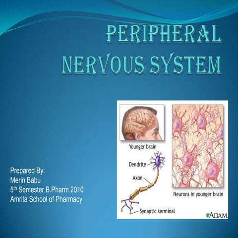 Peripheral nervous system