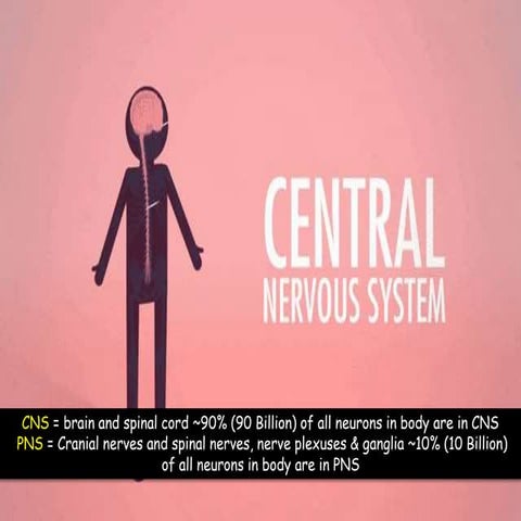 peripheral nervous system.pptx