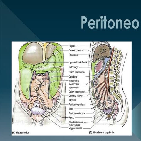 Peritoneo