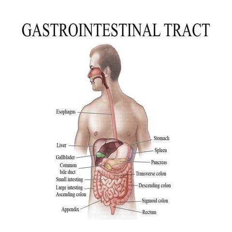 Anatomy of peritoneum with applied aspects.