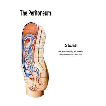 Peritoneum_structure and function_ Anatomy