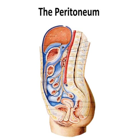Peritoneum Dr. Mehul Tandel