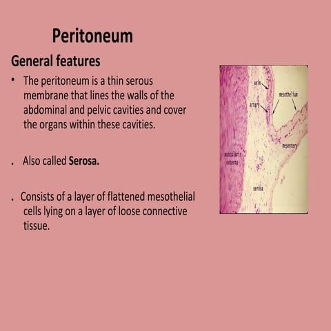Peritoneum slides