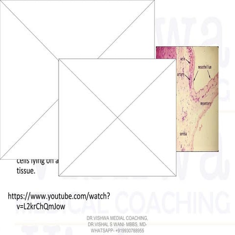 Peritoneumslides 92-dr.vishwa medial coaching, dr.vishal s wani- mbbs, md- wh...