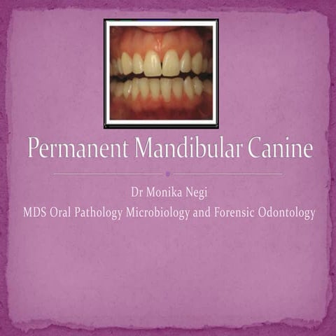 Permanent Mandibular Canine 