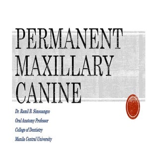 PERMANENT MAXILLARY CANINE