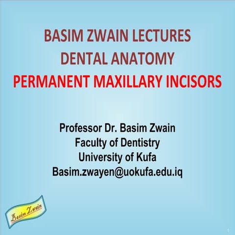 Permanent maxillary incisors