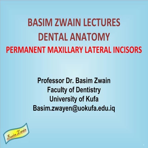 Permanent maxillary lateral incisors