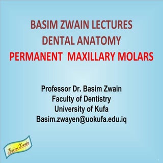 Permanent maxillary molars