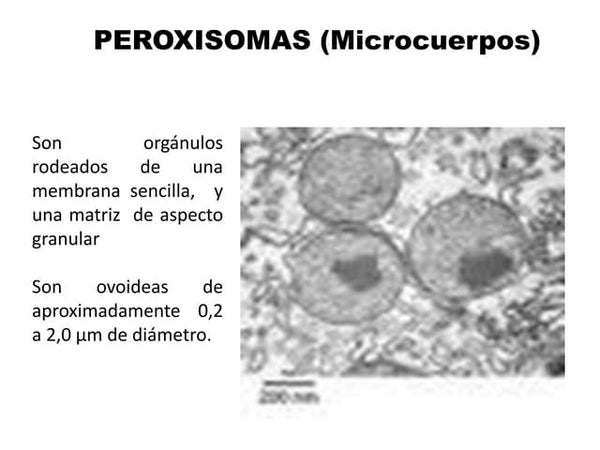 Peroxisomas | PDF