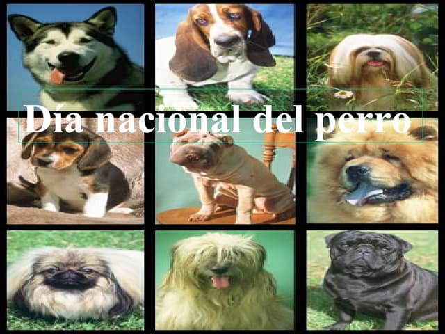 Perro Chonino