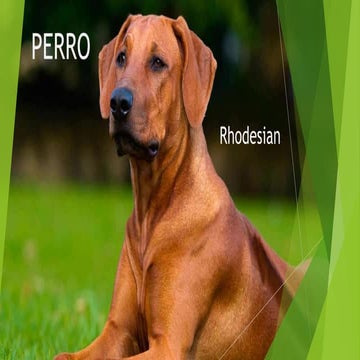 Perro rhodesian | PPTX