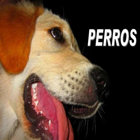 Perros _pensamientos