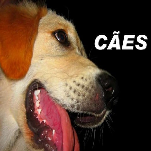 Cães, pois \'tá claro ;)