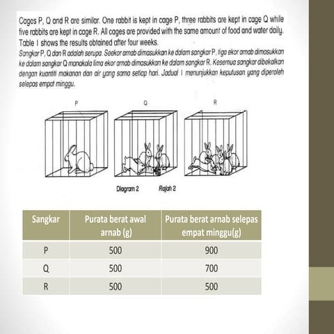 Persaingan hidupan arnab