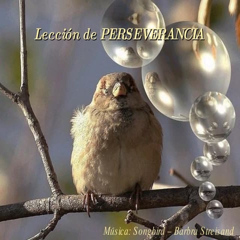Leccion De Perseverancia | PPT