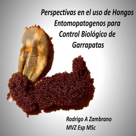 Perspectivas en el uso de hongos entomopatogenos para biologico de