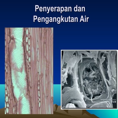 Penyerapan dan Pengangkutan Air