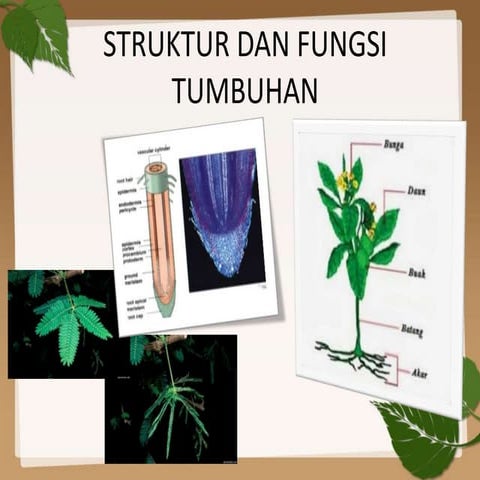 Pertemuan 5 Struktur dan fungsi tumbuhan.pptx