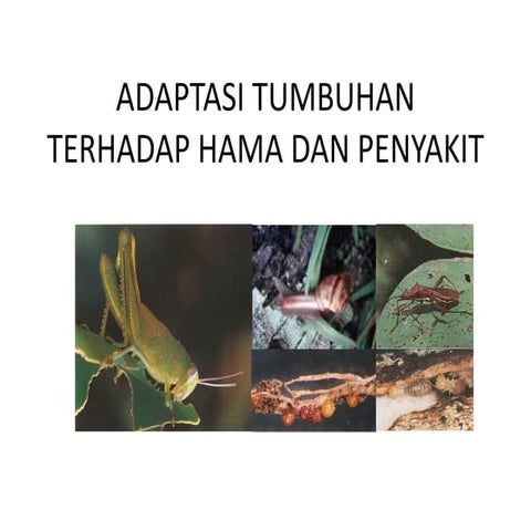 Pertemuan 8 (adaptasi thdp opt)
