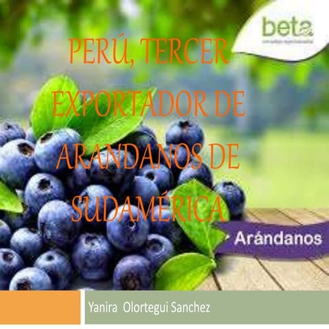 Perú, tercer exportador de arandanos de sudamérica.... [autoguardado]