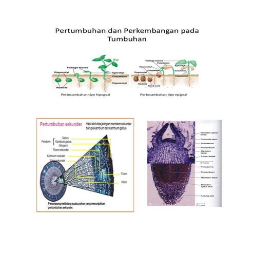 HORMON SITOKININ.pptx