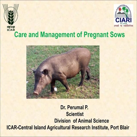 Perumal care and management of pregnant sow