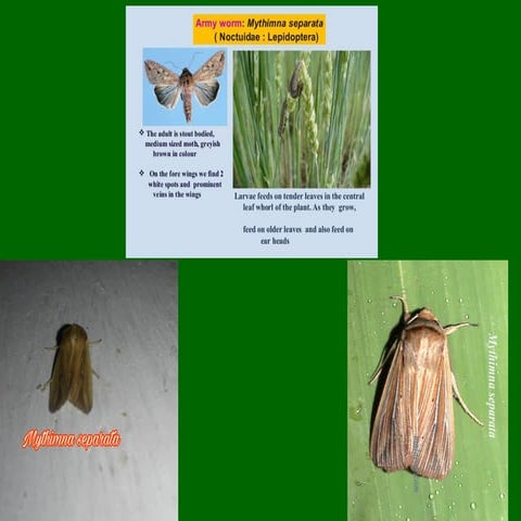 Common Insects of Common of Major Crops in the Philippines_2024.docx
