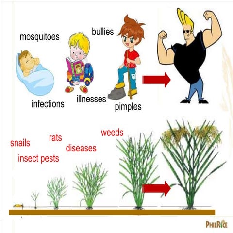 INTEGRATED PEST MANAGEMENT of rice Report Presentation | PPTX