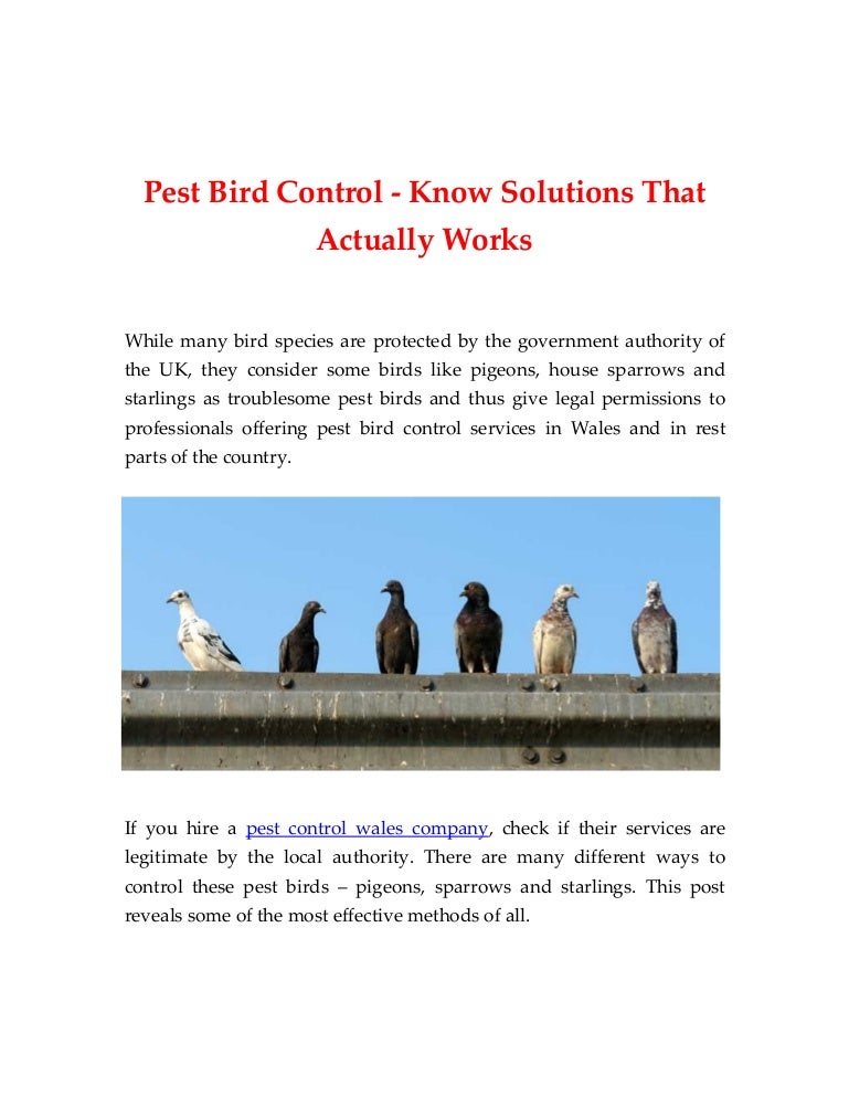 Pest Bird Control Know Solutions That Actually Works