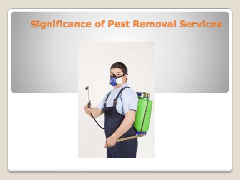 Significance of Pest Removal Services