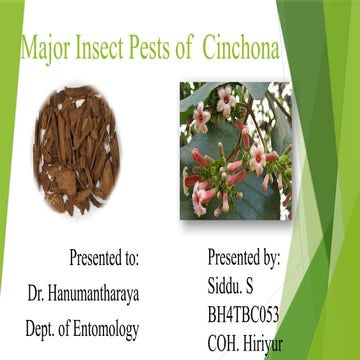 Insect pests of cashew | PDF
