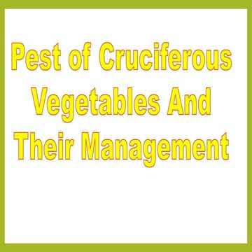 Pest of cruciferous vegetables