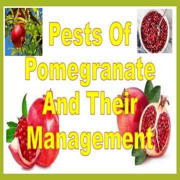 Pest of pomegrante.