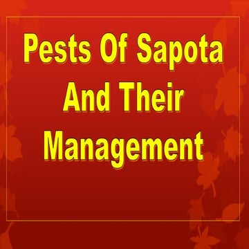 Pest of sapota.