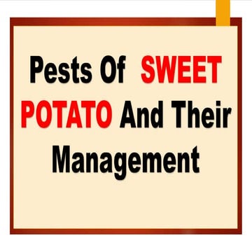 Pest of  sweet potato.
