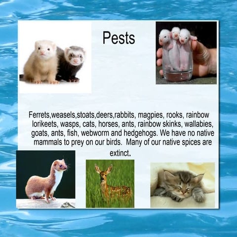 Pests4.finish. | PPT